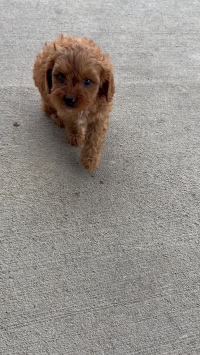 Max, a male Cavapoo for sale in Shipshewana, IN – 8 of 8