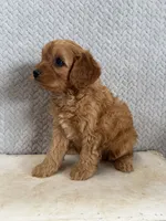 Mason, a male Cavapoo for sale in Shipshewana, IN – 4 of 9