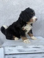 Sawyer, a male Miniature Bernedoodle for sale in Shipshewana, IN – 5 of 9