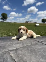 Toby, a male Cavapoo for sale in Shipshewana, IN – 7 of 8
