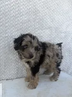 Cody, a male Miniature Aussiedoodle for sale in Shipshewana, IN – 3 of 8