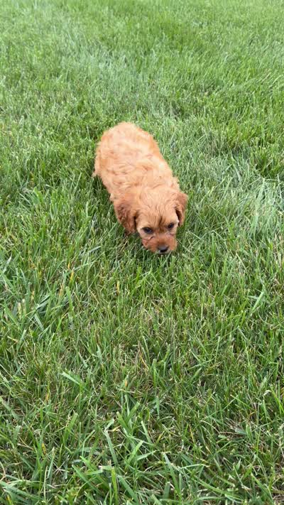 Mason, a male Cavapoo for sale in Shipshewana, IN – 9 of 9