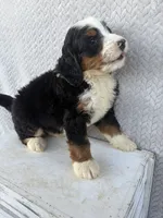 Spencer, a male Miniature Bernedoodle for sale in Shipshewana, IN – 3 of 8