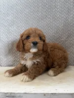 Maggie, a female Cavapoo for sale in Shipshewana, IN – 7 of 8