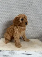 Mason, a male Cavapoo for sale in Shipshewana, IN – 6 of 9