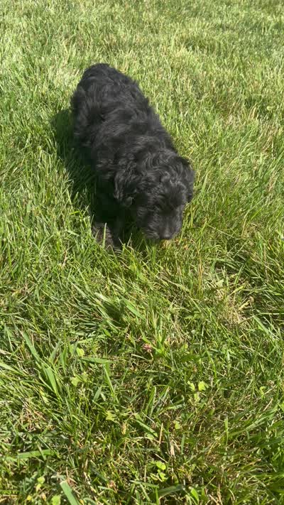 Chase, a male Miniature Aussiedoodle for sale in Shipshewana, IN – 9 of 9