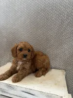 Max, a male Cavapoo for sale in Shipshewana, IN – 4 of 8