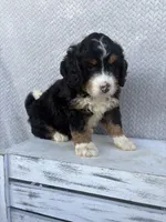 Sawyer, a male Miniature Bernedoodle for sale in Shipshewana, IN – 8 of 9