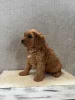 Max, a male Cavapoo for sale in Shipshewana, IN – 7 of 8