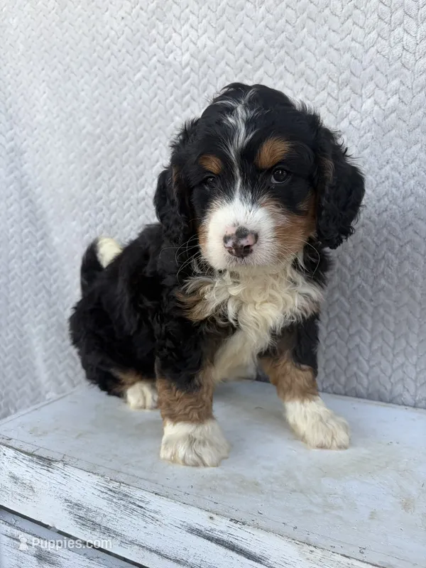 Sawyer – Miniature Bernedoodle puppy for sale in Shipshewana, IN