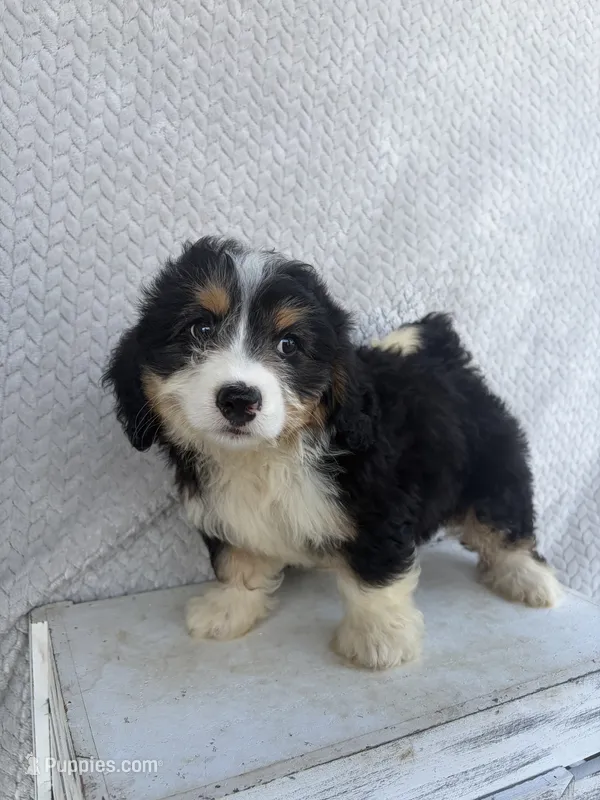Skye – Miniature Bernedoodle puppy for sale in Shipshewana, IN
