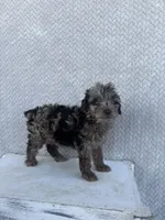 Clover, a female Miniature Aussiedoodle for sale in Shipshewana, IN – 9 of 10