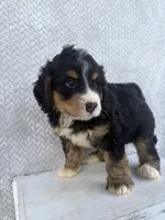 Shane, a male Miniature Bernedoodle for sale in Shipshewana, IN – 4 of 9