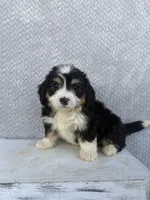 Skye, a female Miniature Bernedoodle for sale in Shipshewana, IN – 4 of 9