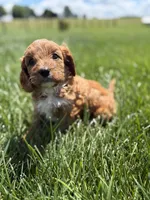 Teddy, a male Cavapoo for sale in Shipshewana, IN – 6 of 8