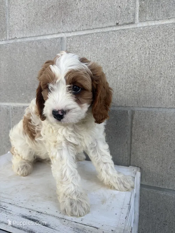 Theo – Cavapoo puppy for sale in Shipshewana, IN
