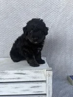 Chase, a male Miniature Aussiedoodle for sale in Shipshewana, IN – 3 of 9