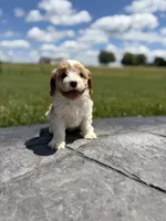 Toby, a male Cavapoo for sale in Shipshewana, IN – 2 of 8