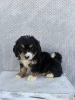 Sadie, a female Miniature Bernedoodle for sale in Shipshewana, IN – 3 of 10