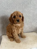 Mason, a male Cavapoo for sale in Shipshewana, IN – 3 of 9