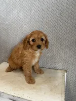Maya, a female Cavapoo for sale in Shipshewana, IN – 3 of 9