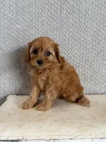 Macy, a female Cavapoo for sale in Shipshewana, IN – 6 of 9