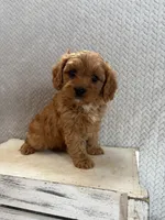 Max, a male Cavapoo for sale in Shipshewana, IN – 3 of 8