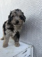 Cody, a male Miniature Aussiedoodle for sale in Shipshewana, IN – 4 of 8