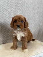 Maple, a female Cavapoo for sale in Shipshewana, IN – 2 of 9