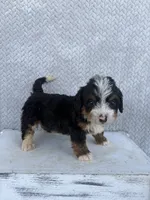 Summer, a female Miniature Bernedoodle for sale in Shipshewana, IN – 7 of 8