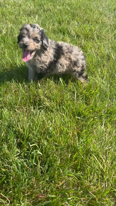 Cody, a male Miniature Aussiedoodle for sale in Shipshewana, IN – 8 of 8