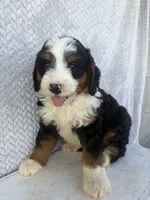 Spencer, a male Miniature Bernedoodle for sale in Shipshewana, IN – 6 of 8