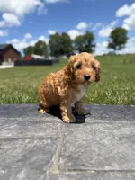 Tucker, a male Cavapoo for sale in Shipshewana, IN – 6 of 9