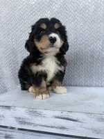 Sadie, a female Miniature Bernedoodle for sale in Shipshewana, IN – 9 of 10