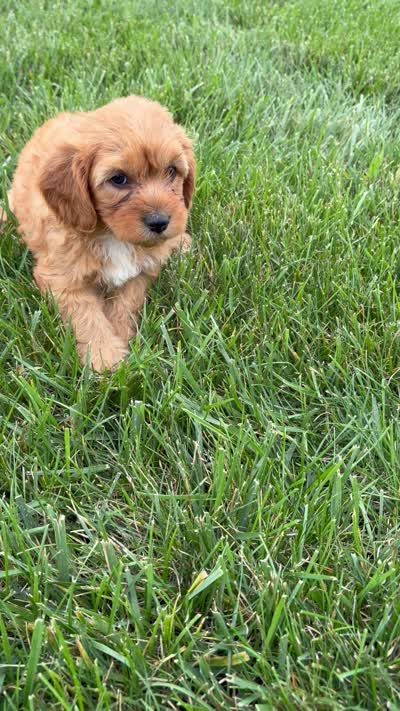 Milo, a male Cavapoo for sale in Shipshewana, IN – 8 of 8