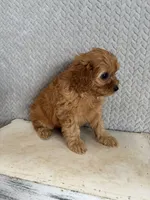 Macy, a female Cavapoo for sale in Shipshewana, IN – 7 of 9