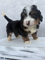Summer, a female Miniature Bernedoodle for sale in Shipshewana, IN – 6 of 8