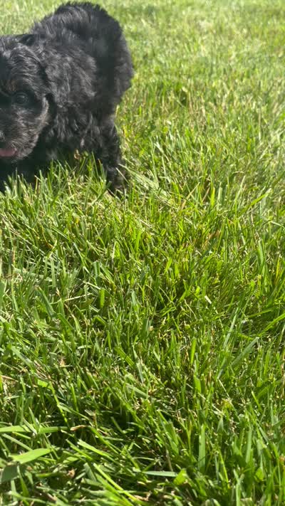 Casper, a male Miniature Aussiedoodle for sale in Shipshewana, IN – 8 of 8