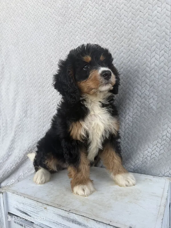 Stella – Miniature Bernedoodle puppy for sale in Shipshewana, IN