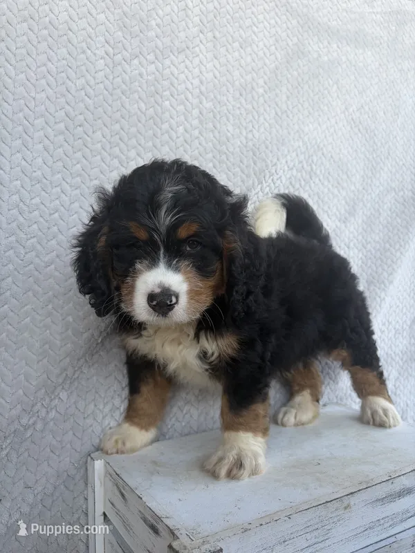 Sawyer – Miniature Bernedoodle puppy for sale in Shipshewana, IN