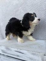 Skye, a female Miniature Bernedoodle for sale in Shipshewana, IN – 8 of 9