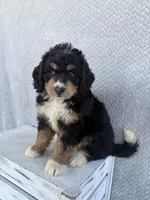 Stella, a female Miniature Bernedoodle for sale in Shipshewana, IN – 2 of 9