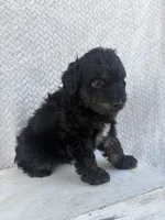 Casper, a male Miniature Aussiedoodle for sale in Shipshewana, IN – 4 of 8