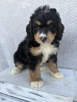 Stella, a female Miniature Bernedoodle for sale in Shipshewana, IN – 8 of 9