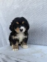 Sadie, a female Miniature Bernedoodle for sale in Shipshewana, IN – 8 of 10