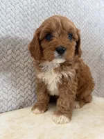 Maggie, a female Cavapoo for sale in Shipshewana, IN – 3 of 8