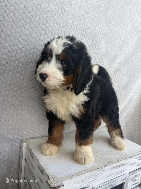 Spencer – Miniature Bernedoodle puppy for sale in Shipshewana, IN