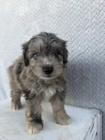 Charlie, a male Miniature Aussiedoodle for sale in Shipshewana, IN – 3 of 8