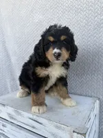 Stella, a female Miniature Bernedoodle for sale in Shipshewana, IN – 7 of 9