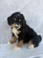 Stella, a female Miniature Bernedoodle for sale in Shipshewana, IN – 4 of 9